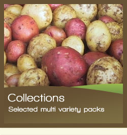 Potato Collections