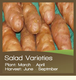 Salad Potatoes