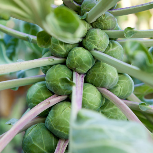 Brussel Sprout Seeds Bosworth