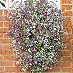 lobelia trailing mixed seeds packet average contents only simplyseed