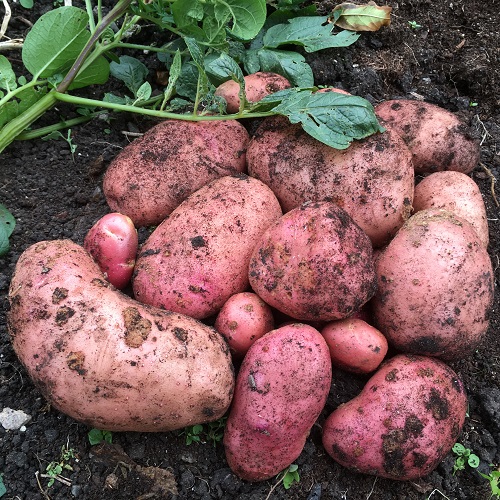 8kg Blight Resistant Seed Potatoes 2 Varieties Maincrop 3520