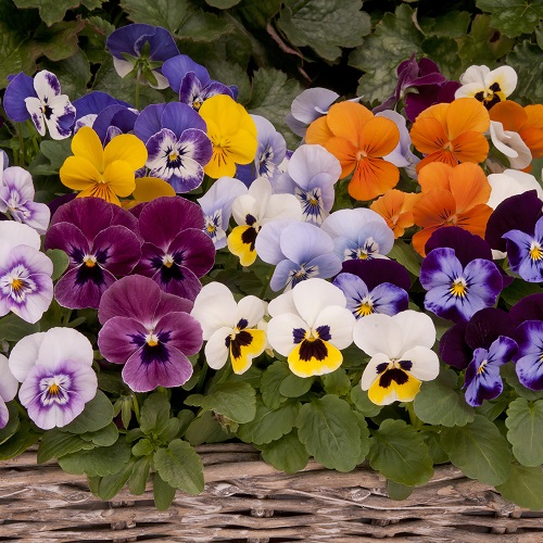 Viola Seeds Mixed