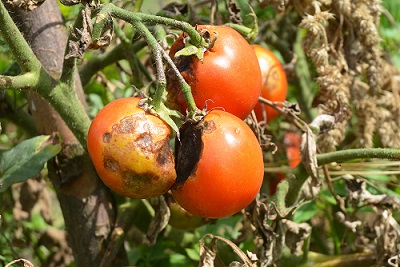 Blight Resistant Tomatoes