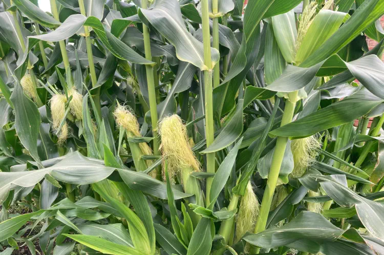 When are Sweetcorn ready to pick?