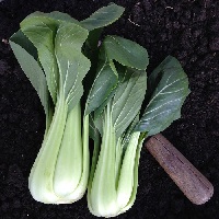 Buy Vegetable Seeds - View Our Range Of Veg Seeds For Uk Delivery