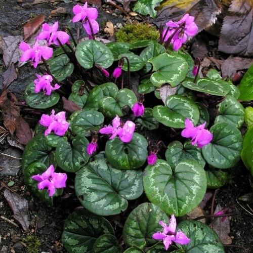 10 x Cyclamen Coum Corms