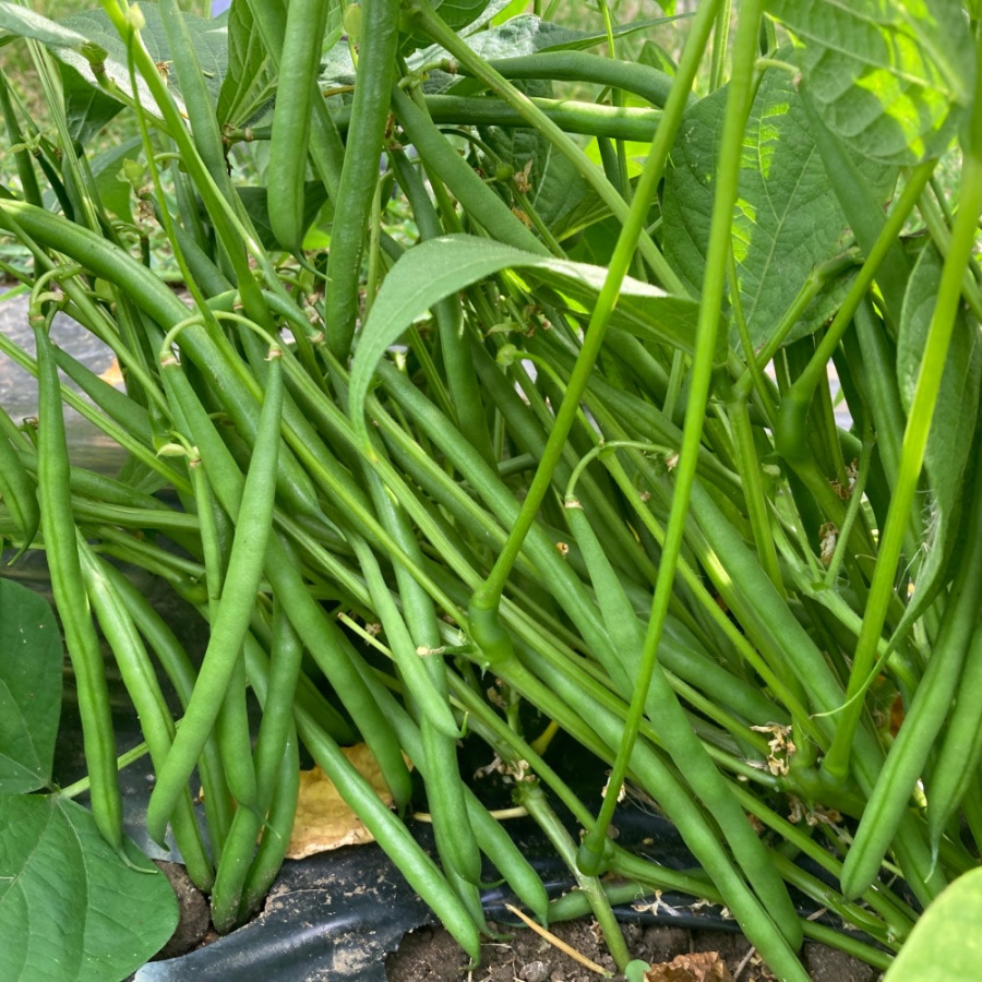 Dwarf French Bean Seeds Elba