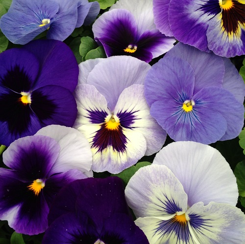 Viola Seeds Citrus Mixed