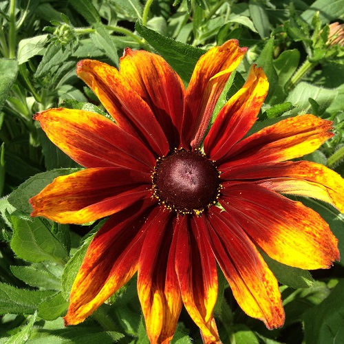 How to Grow Rudbeckia from Seeds: Superb Summer Colour