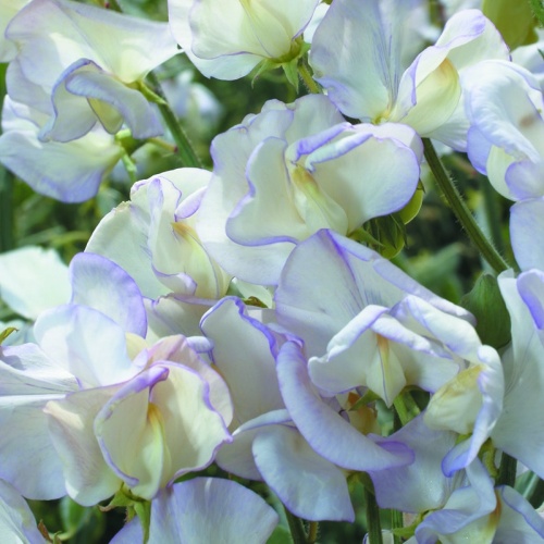 Autumn Seed Sowing: Best Sweet Peas to sow in the Autumn