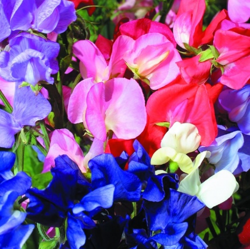 Autumn Seed Sowing: Best Sweet Peas to sow in the Autumn