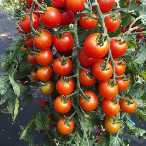 Tutti Frutti Cherry Baby Red Hyb Tomato, Peppers: Totally Tomatoes