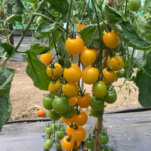 Tutti Frutti Cherry Baby Red Hyb Tomato, Peppers: Totally Tomatoes