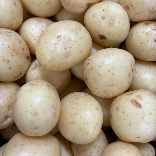 JBA 2kg Harry Seed Potatoes