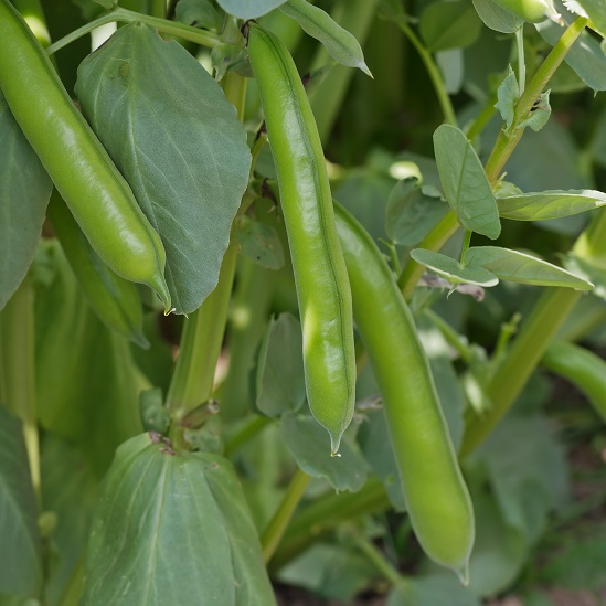 Broad Bean Seeds The Sutton