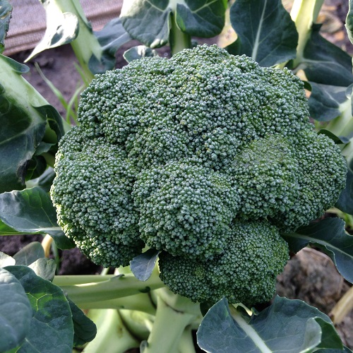 Clubroot Resistant Brassica Collection