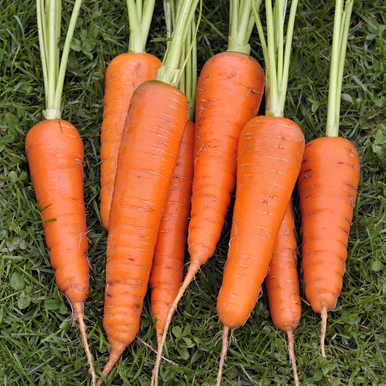 Carrot Seeds Norwich