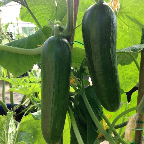 Cucumber Seeds Passandra