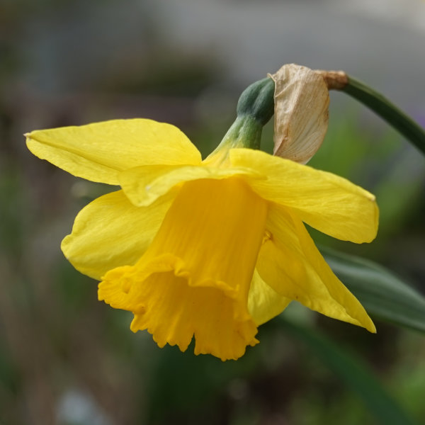 Large flowering Daffodils, Dutch Master, 5kg Bulbs or buy in bulk.