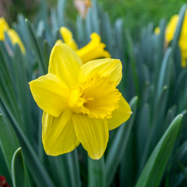 Large flowering Daffodils, St Kerverne. 5kg Bulbs - Daffodil Bulbs UK