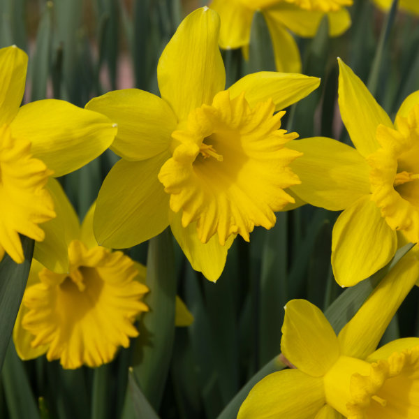 Large flowering Daffodils, St Kerverne. 5kg Bulbs - Daffodil Bulbs UK