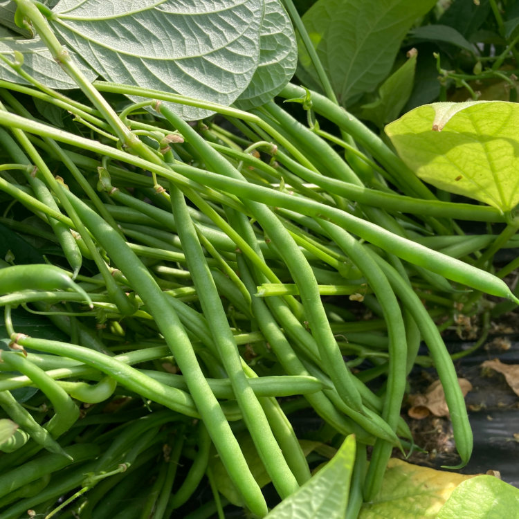 Dwarf French Bean Seeds Elba