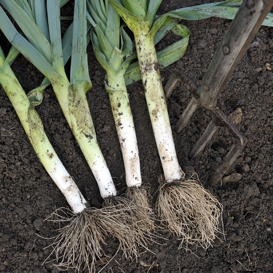 Leek Seeds Musselburgh