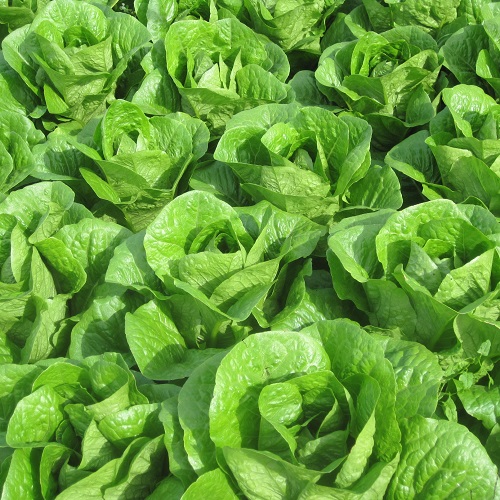 Lettuce Seeds Faro - Large Cos Lettuce