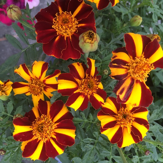 Marigold Seeds - Mr Majestic