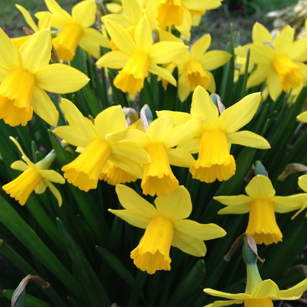 Miniature Daffodils, Tete a Tete, 25 Bulbs or buy in bulk.