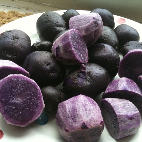 Purple Majesty Seed Potatoes