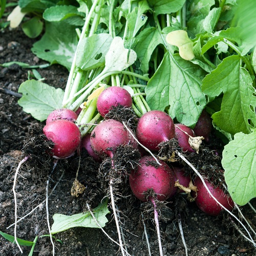 Cherry Belle Radish Seeds