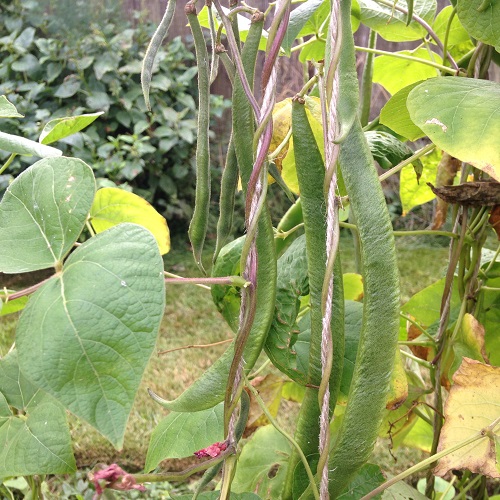 Runner Bean Seeds Enorma