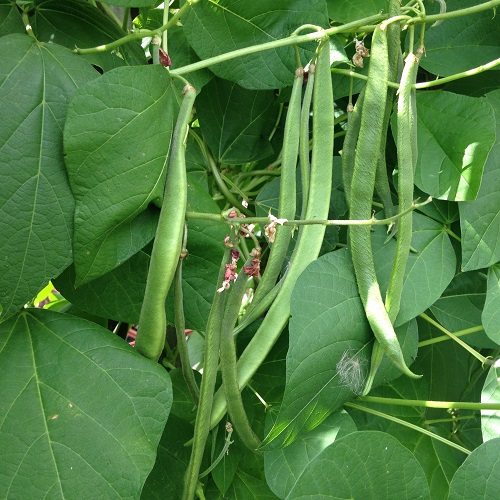 Moonlight Runner Bean Seeds