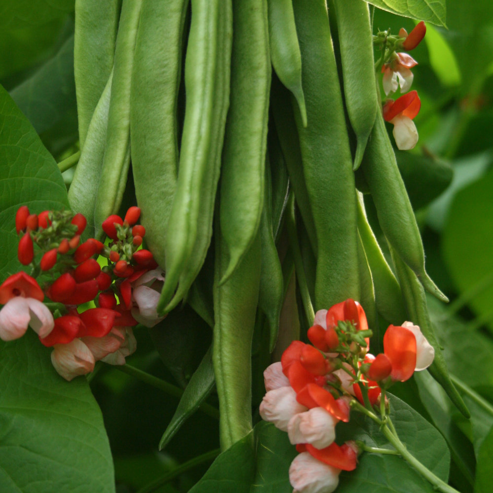 Runner Bean Painted Lady Seeds