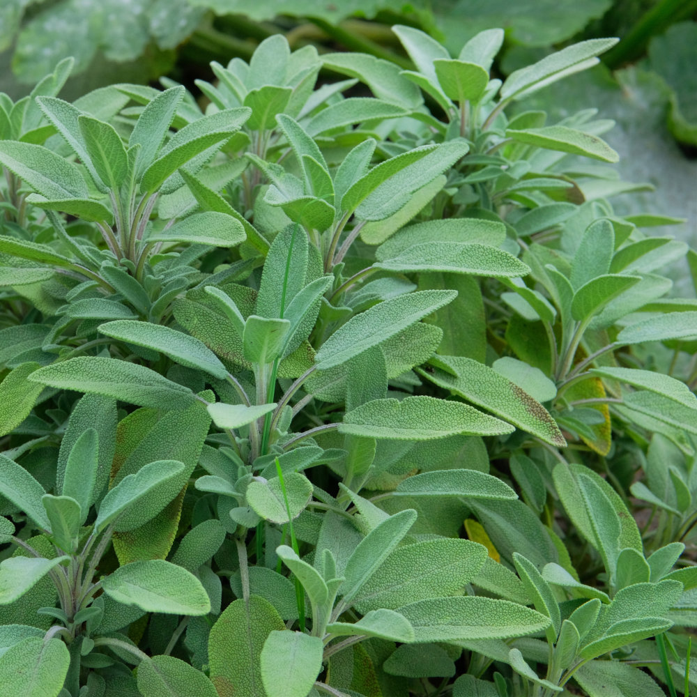 Sage Seeds