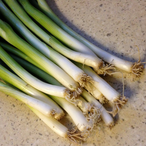 Spring Onion Guardsman