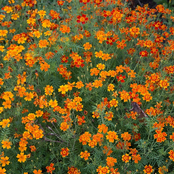 Tagetes Seeds - Starfire Mixed