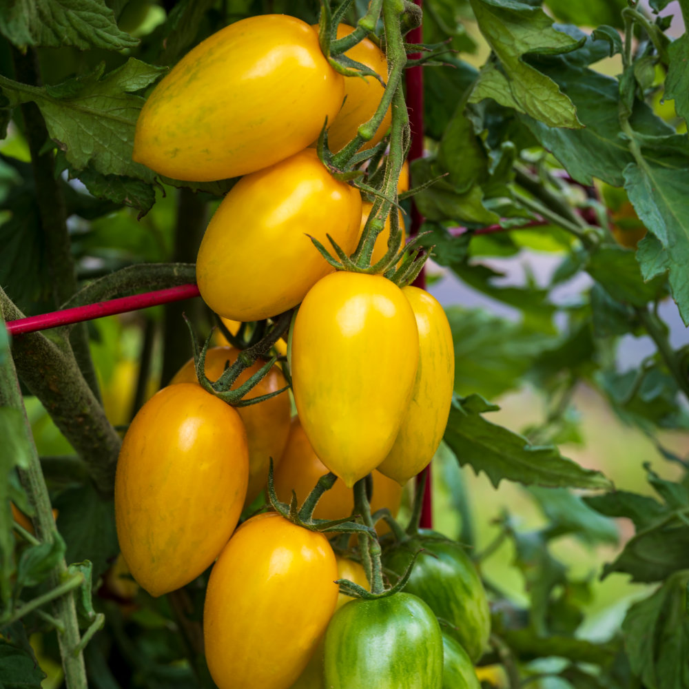 How to Choose Tomato Plant Varieties