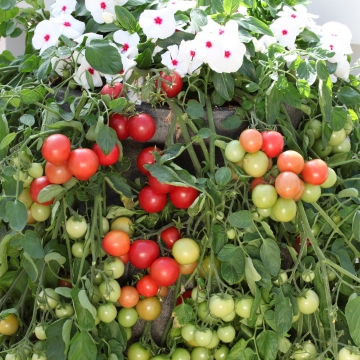 Tomato Seeds Cherry Falls