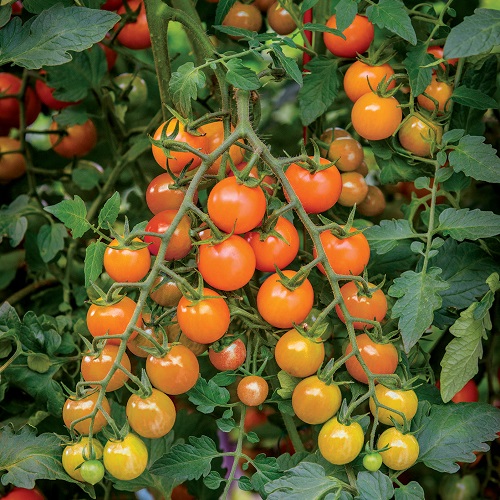 Tomato Seeds Honeycomb - Orange Cherry Tomato