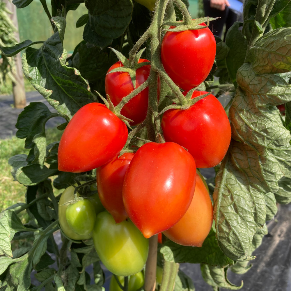 Plum Tomato Seeds Nagina - Blight Resistant