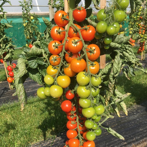 Tomato Seeds Sweet Success