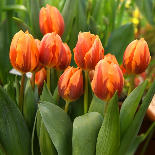 25 x Tulip Bulbs - Princess Irene - Winter Bulbs