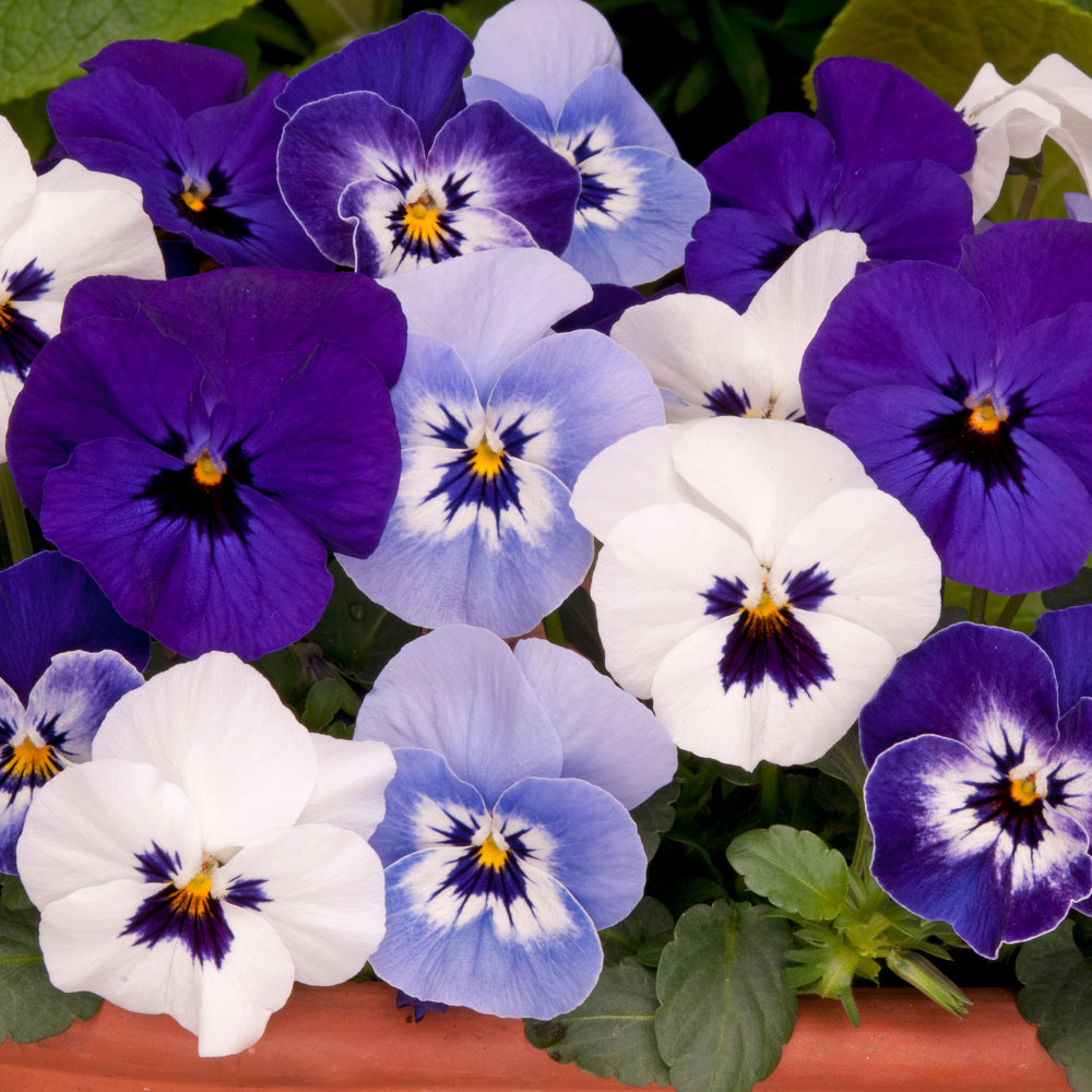 Viola Seeds Citrus Mixed