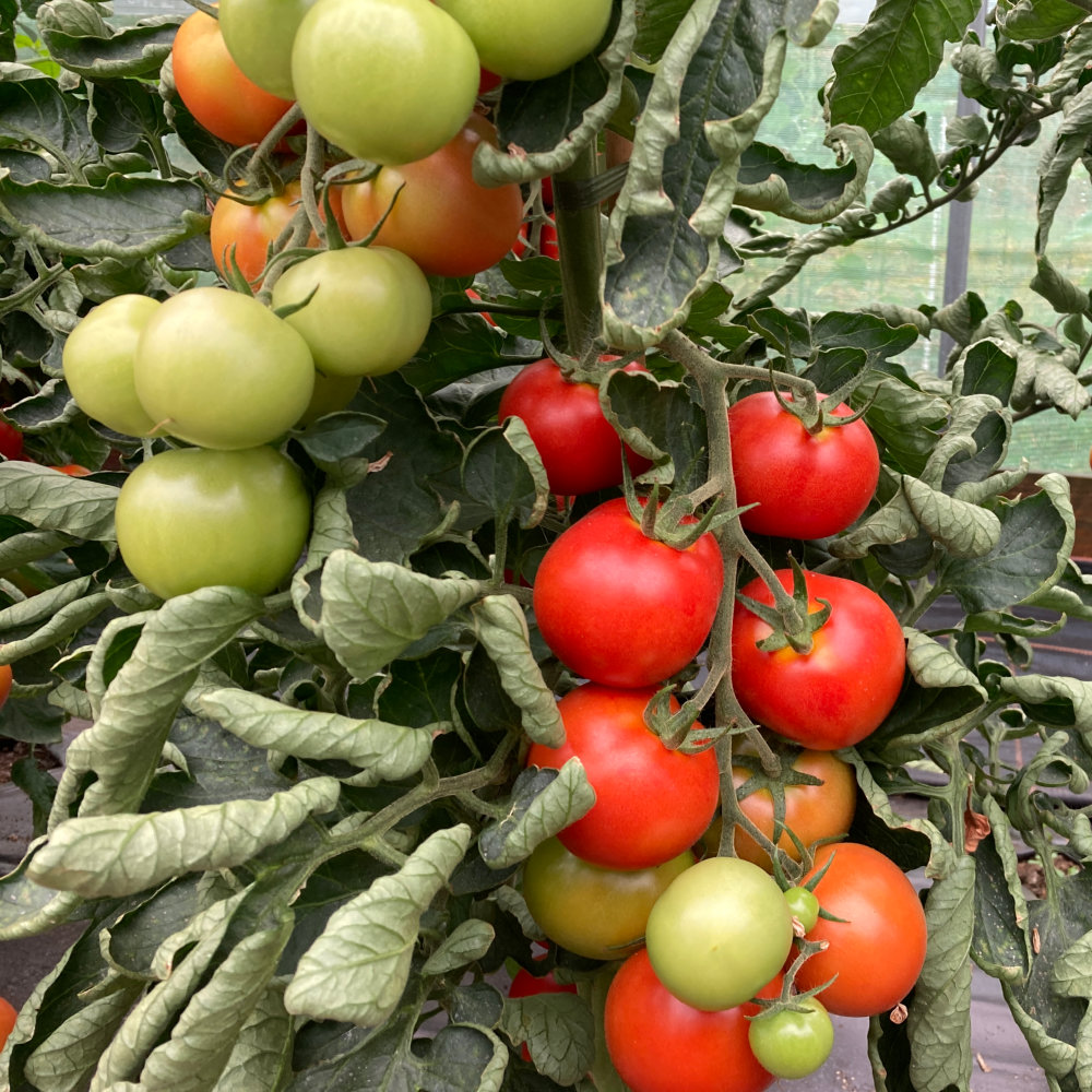 Tomato Seeds Y Ddraig Goch (Red Dragon)