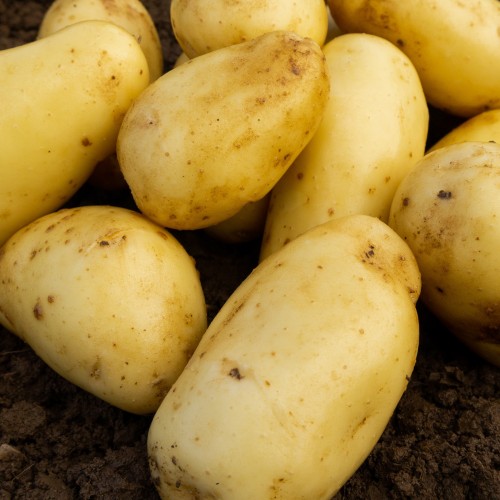 JBA 2kg Sally Seed Potatoes